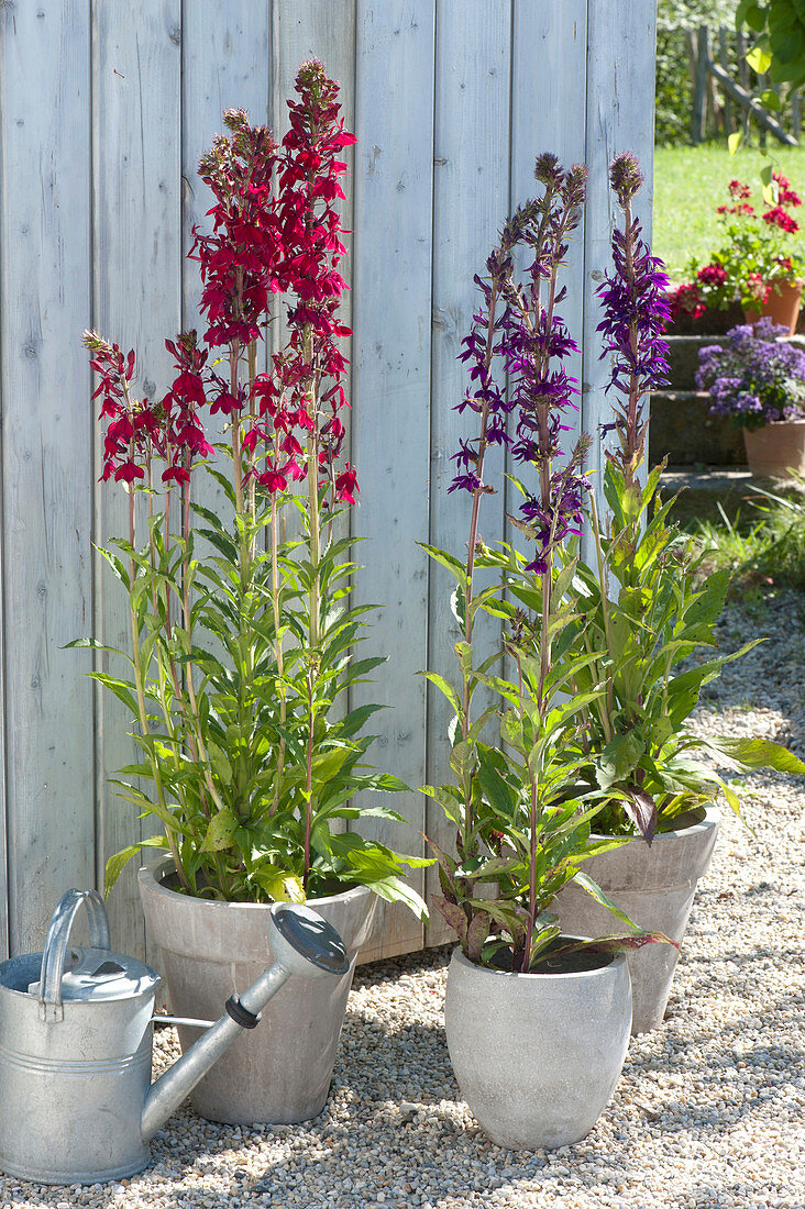 Lobelia speciosa compliment 'Scarlet' 'Purple' (splendid lobelia)