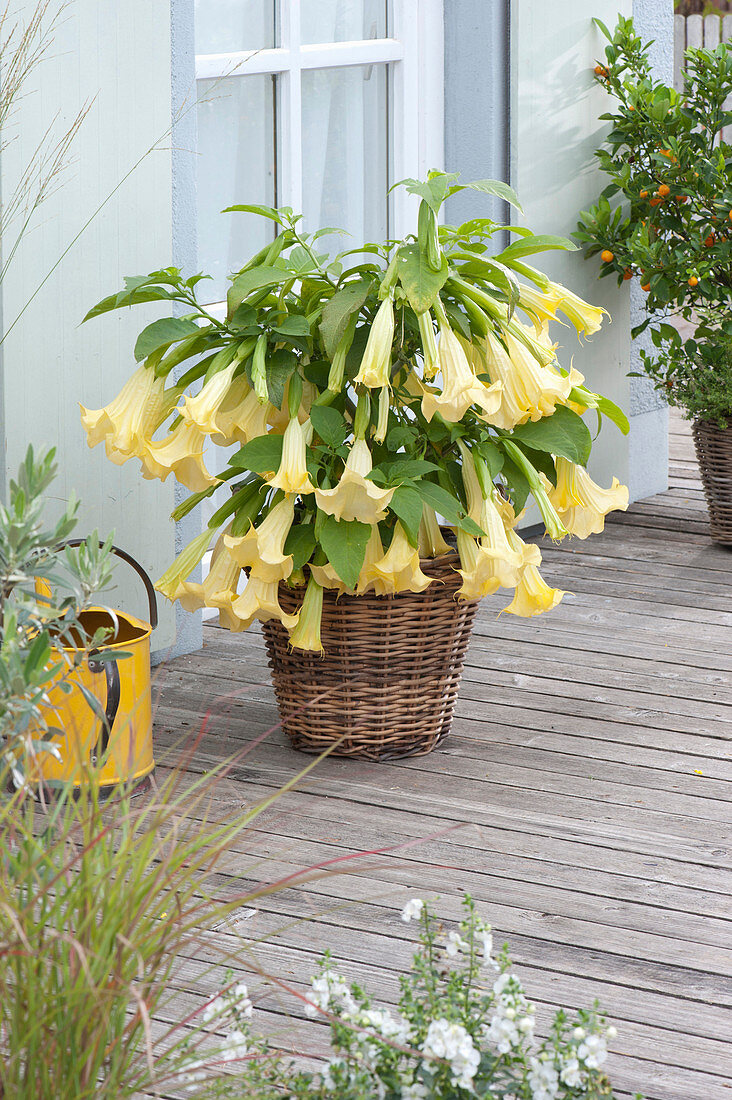 Brugmansia aurea (Engelstrompete)