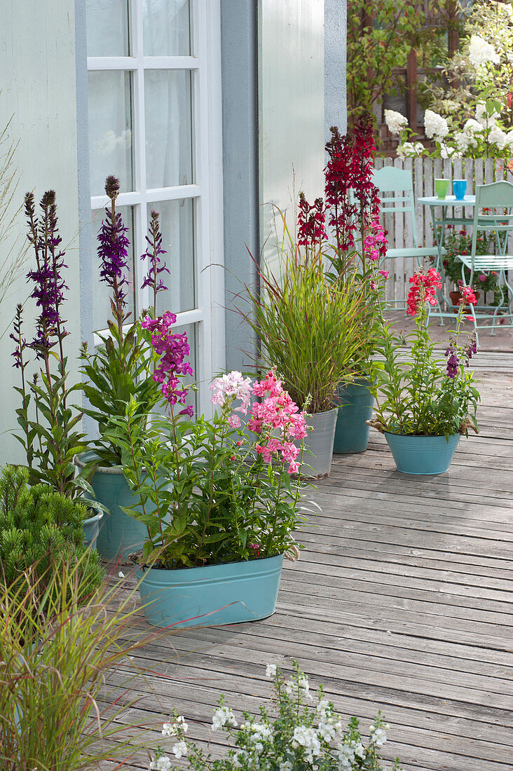 Lobelia speciosa Compliment 'Scarlet', 'Purple' (Magnificent lobelia)