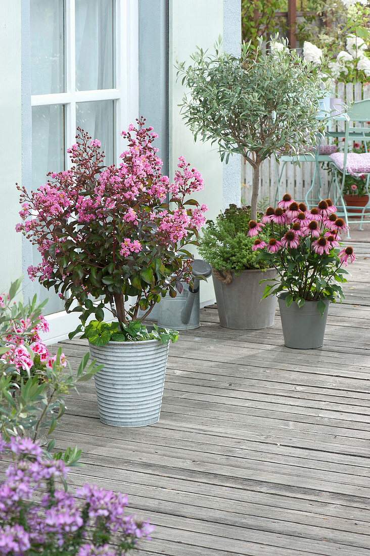 Lagerstroemia indica 'Rhapsody in Pink' (Curly Myrtle),
