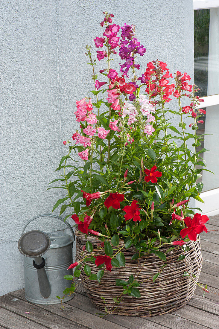 Penstemon hartwegii 'Sensation Mix' (Beard Thread) in the basket