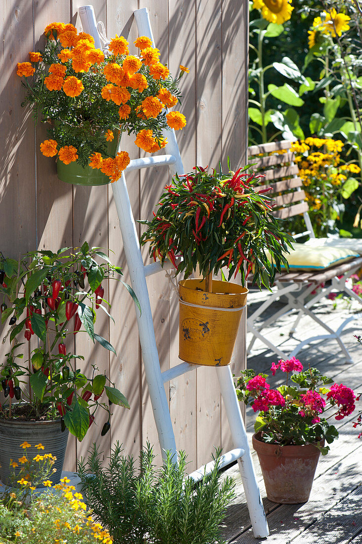 Pots with Capsicum annuum (paprika, hot peppers), Tagetes