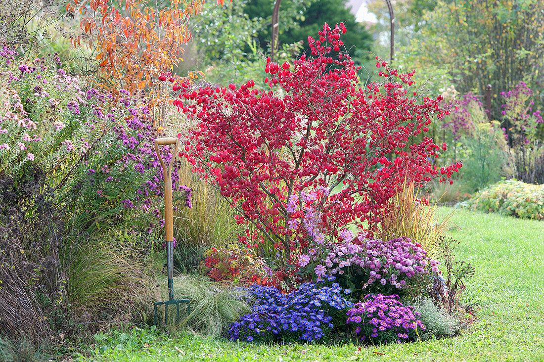 Herbstbeet mit Euonymus alatus und Aster