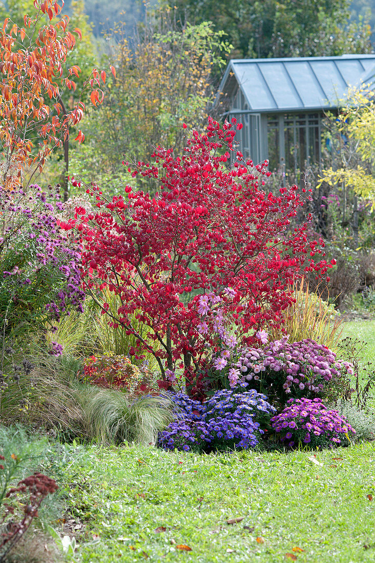 Herbstbeet mit Euonymus alatus und Aster