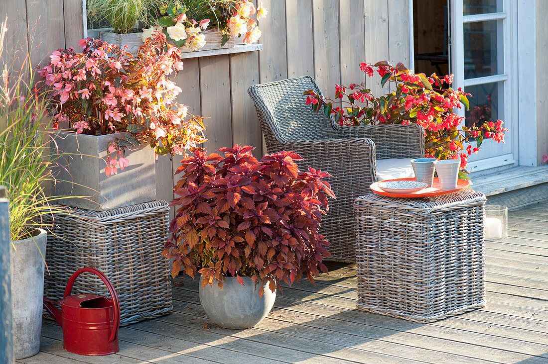 Late Summer Terrace with Begonia Summerwing's 'Apricot', 'Dragonwings'