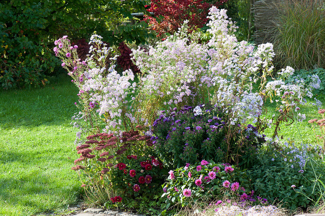 Autumn bed with aster pringlei 'Pink Star', Aster dumosus