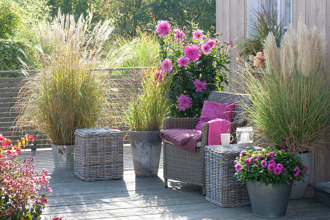 Dahlia 'Lavender Ruffles' (Dekorative Dahlie), D. Starlias 'Violet'