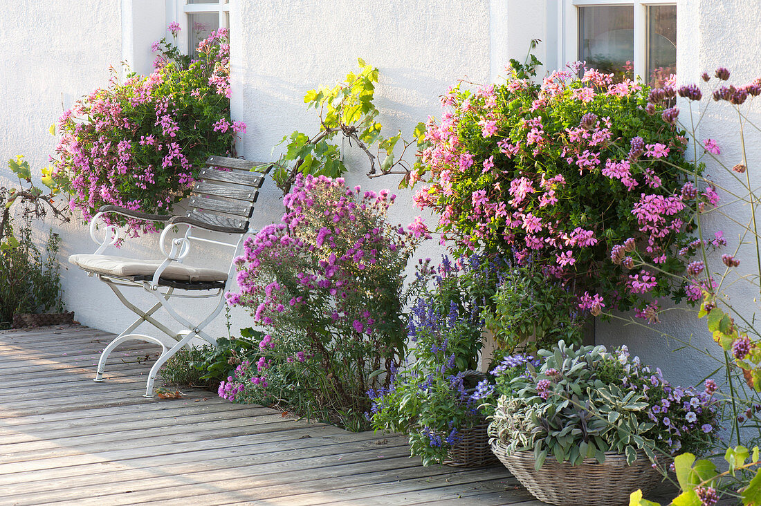 Pelargonium peltatum 'Ville de Paris' (Haengegeranie)