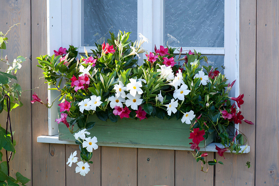 Mandevilla Sundaville 'Red' 'White' in the green box