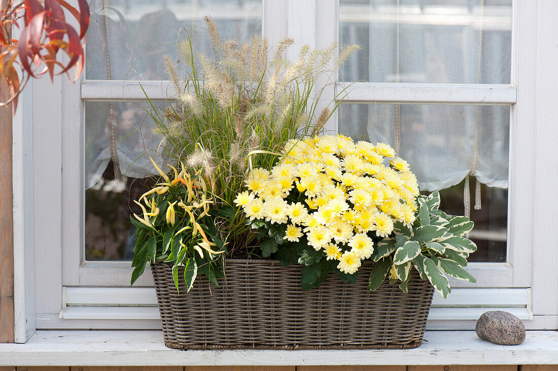 Chrysanthemum indicum (autumn chrysanthemum), Pennisetum