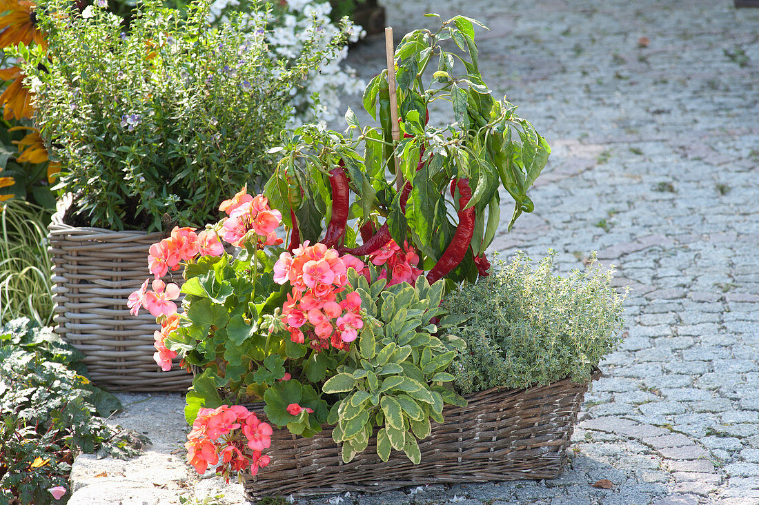 Korbkasten mit Pelargonium zonale (Stehender Geranie), Salvia