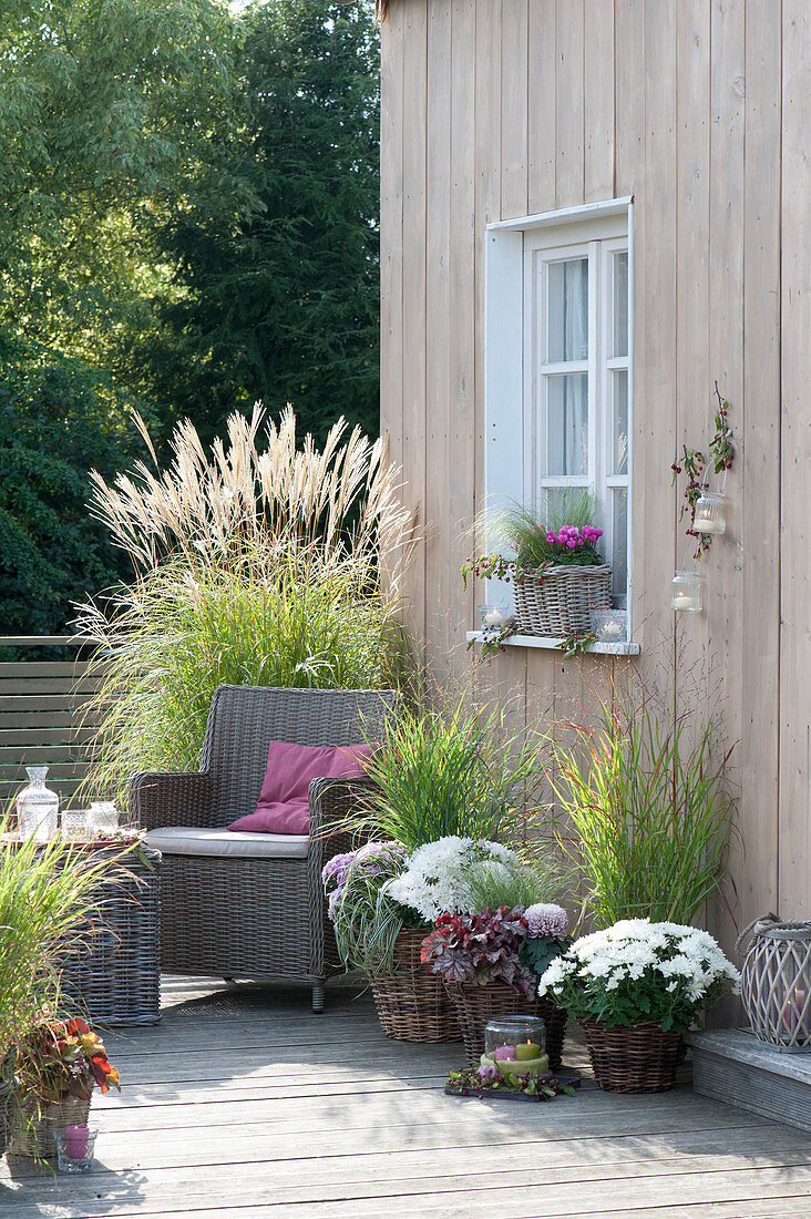 Terrace with white chrysanthemums and grasses