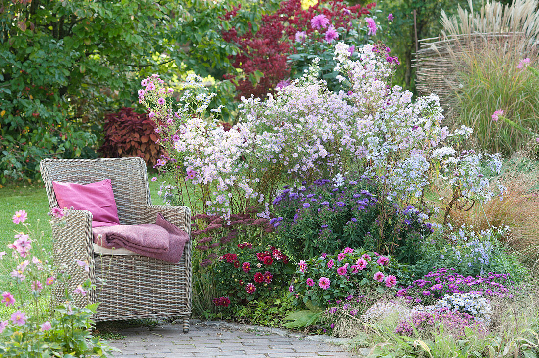 Autumn bed with aster pringlei 'Pink Star', Aster dumosus