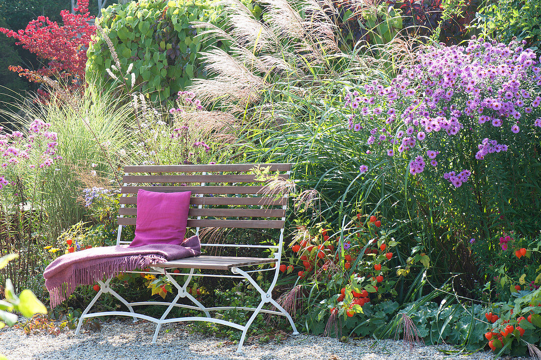 Autumn bed with Aster novae-angliae, Miscanthus sinensis