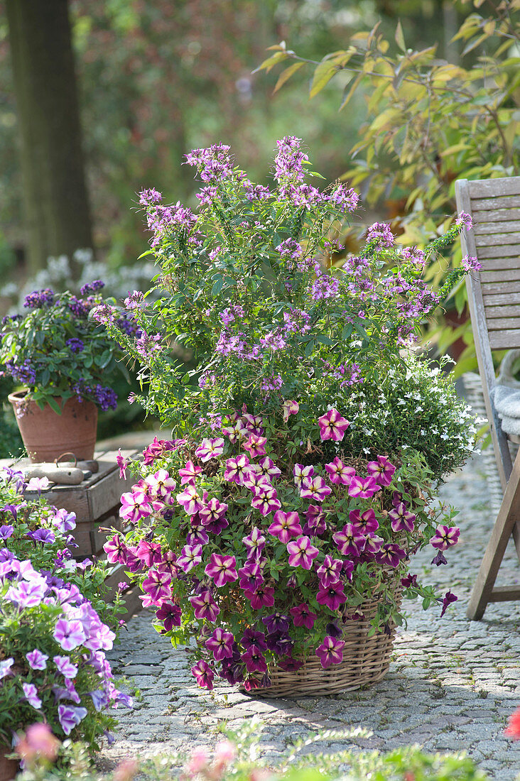 Petunia surfinia 'Surprise Purple Dance', Cleome spinosa