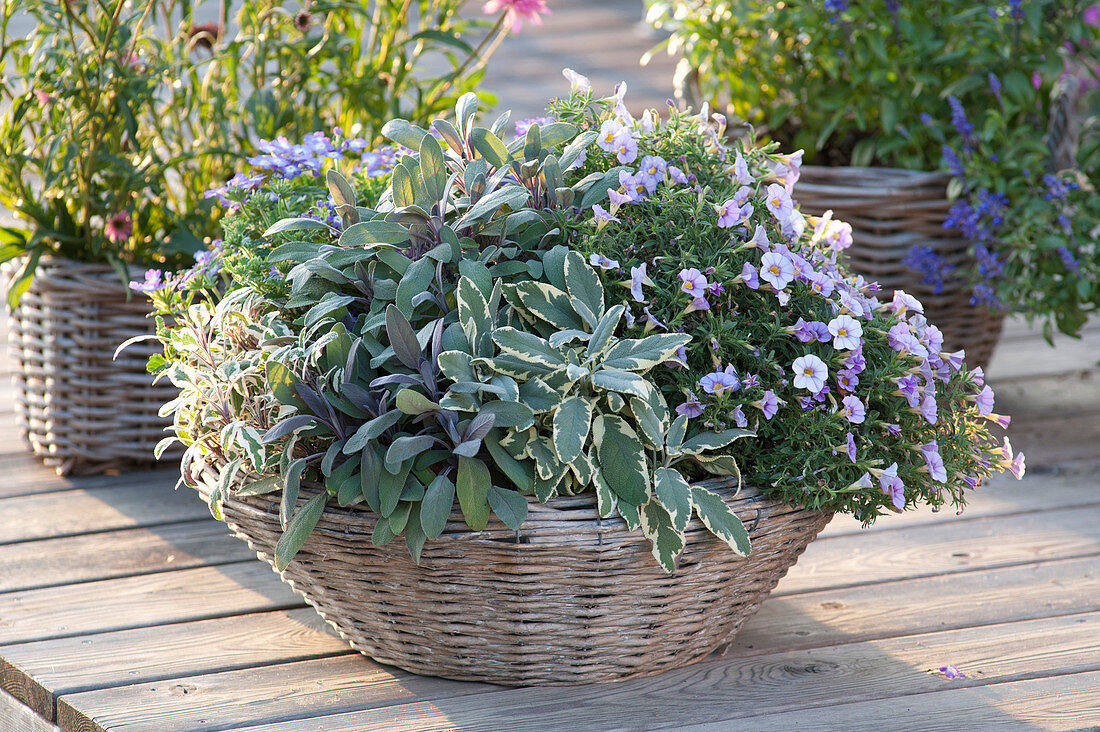 Salvia officinalis 'Rotmuehle' 'Purpurascens' (Salbei) und Calibrachoa