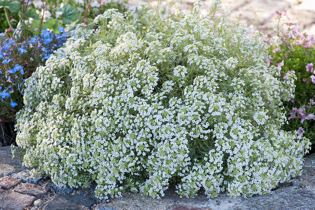 Lobularia 'Primavera Princess' (sweet alison)