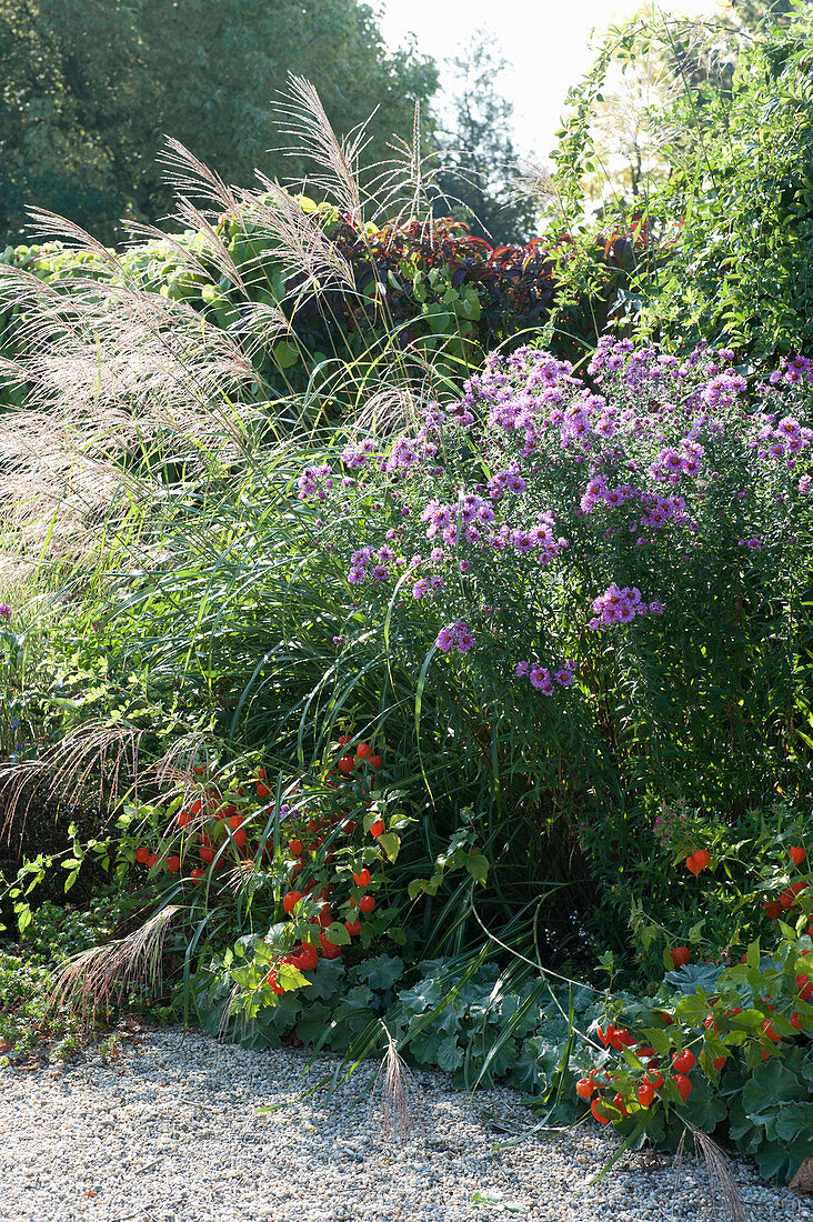 Autumn bed with Aster novae-angliae, Miscanthus sinensis