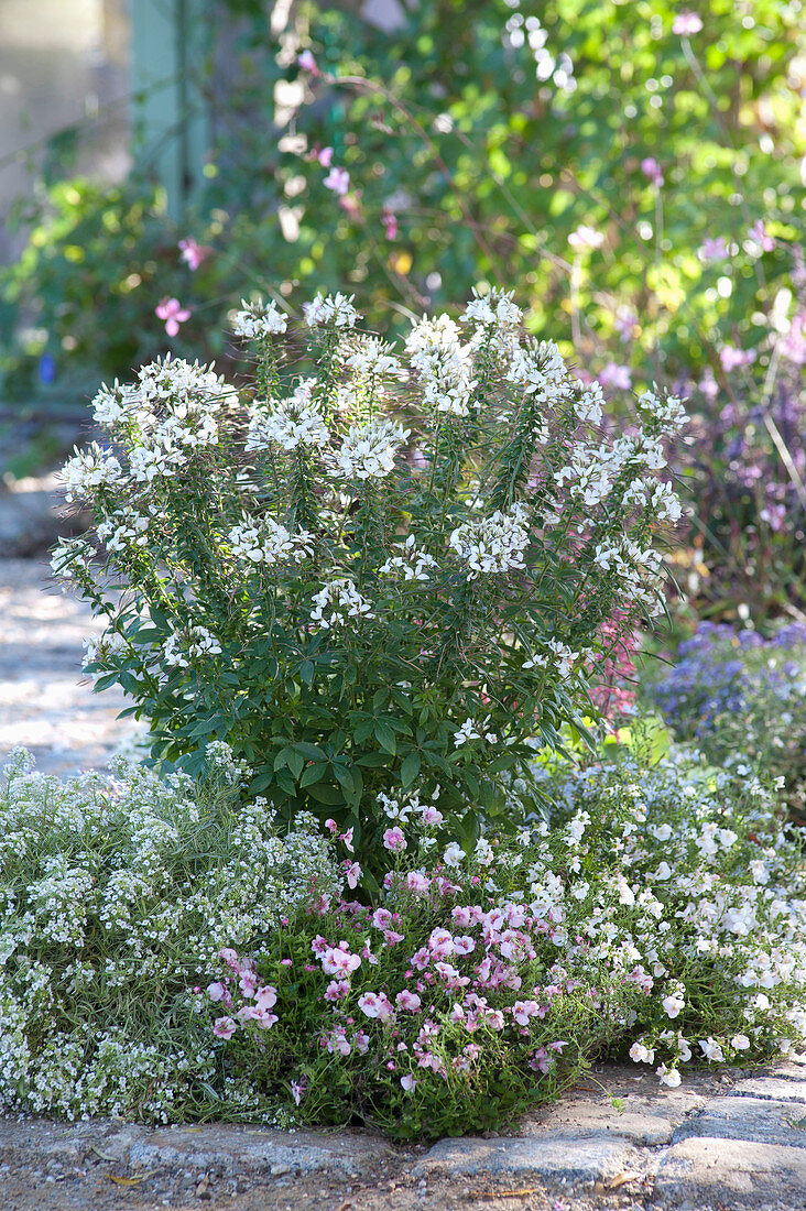 Terrace bed with summer flowers purple and white