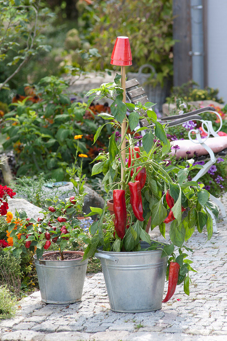 Capsicum annuum 'Paradiso' (mini sweet peppers) in the zinc tub