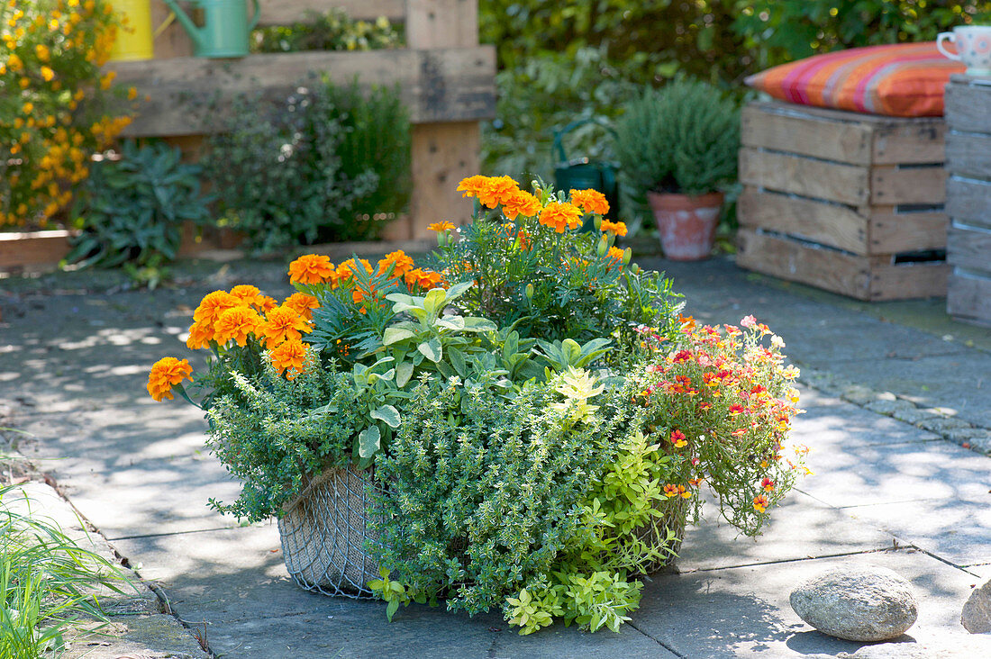 Wire basket planted with herbs and summer flowers