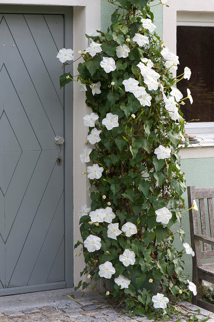 Ipomoea bona-nox syn. Ipomoea alba (moonflower)