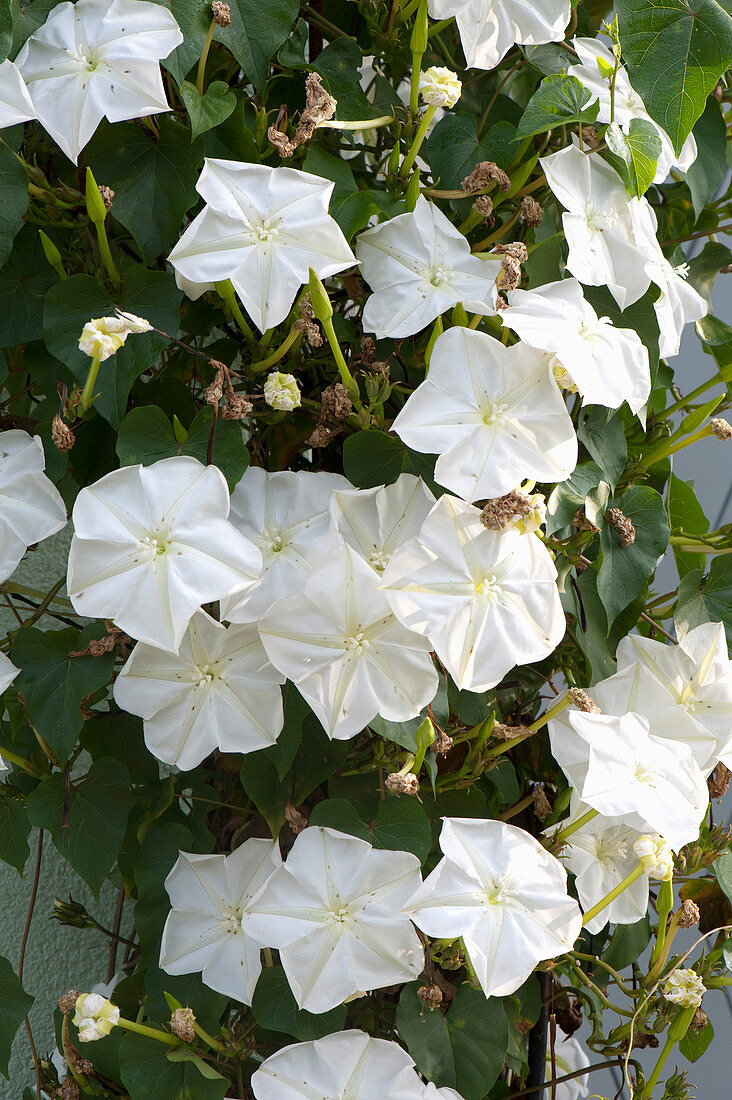 Ipomoea bona-nox syn. Ipomoea alba (moonflower)