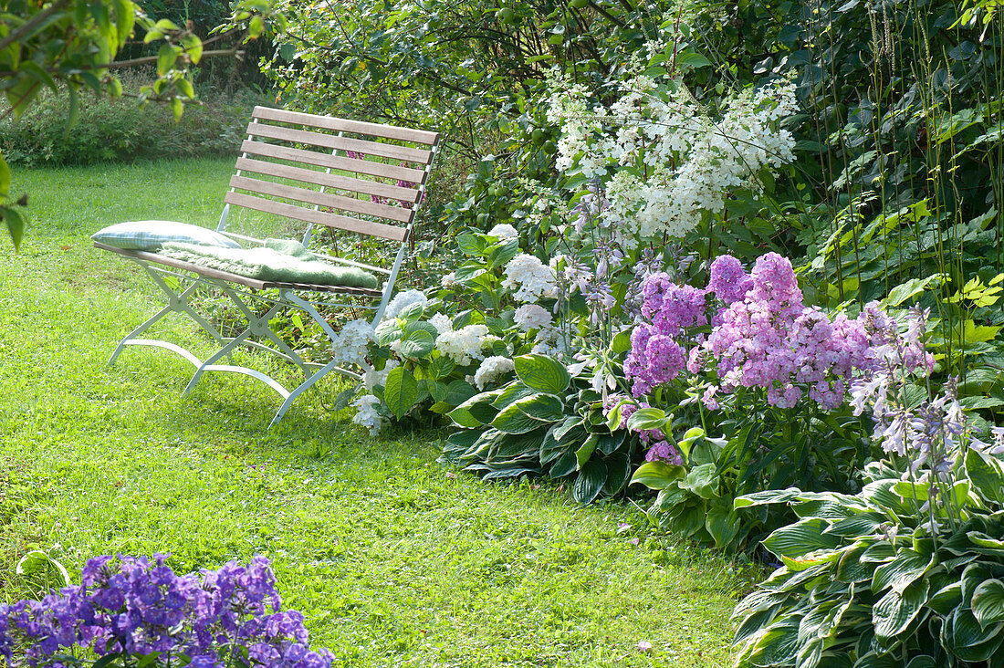 Phlox paniculata 'Eve Förster' (Flammenblume), Hydrangea