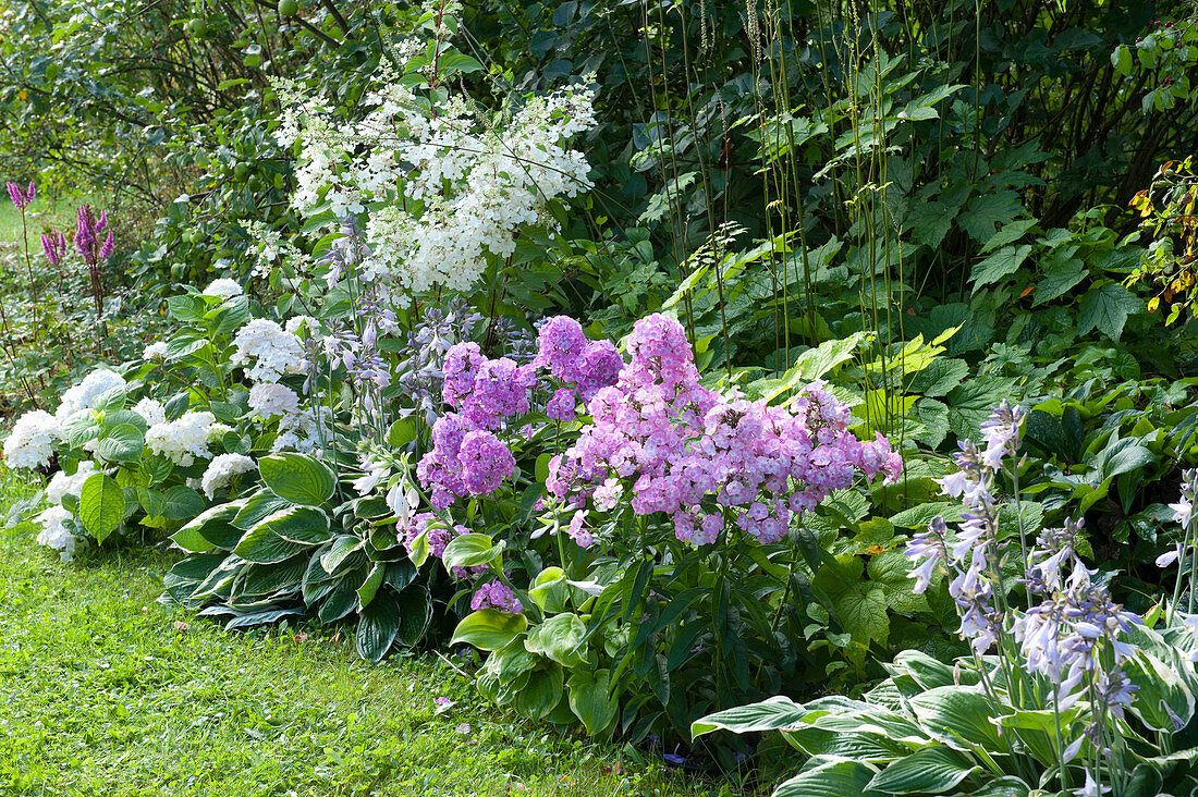 Phlox paniculata 'Eve Förster', Hydrangea