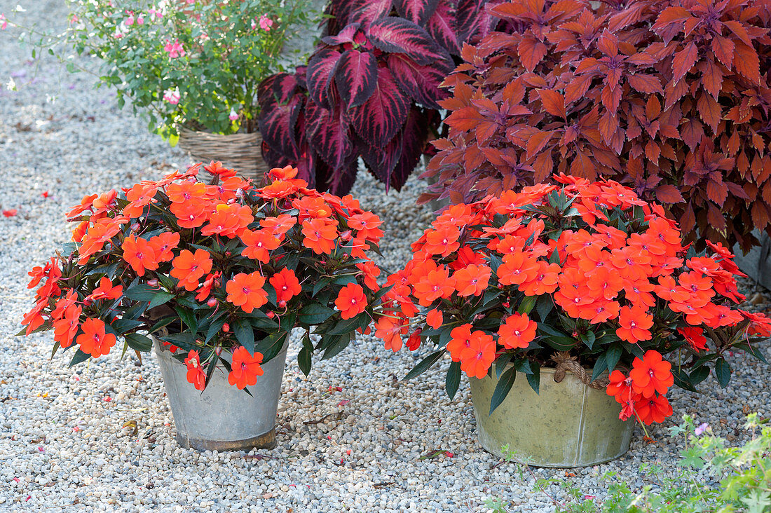 Impatiens New Guinea LaTina 'Orange' (Guinea-hen flower) and Coleus