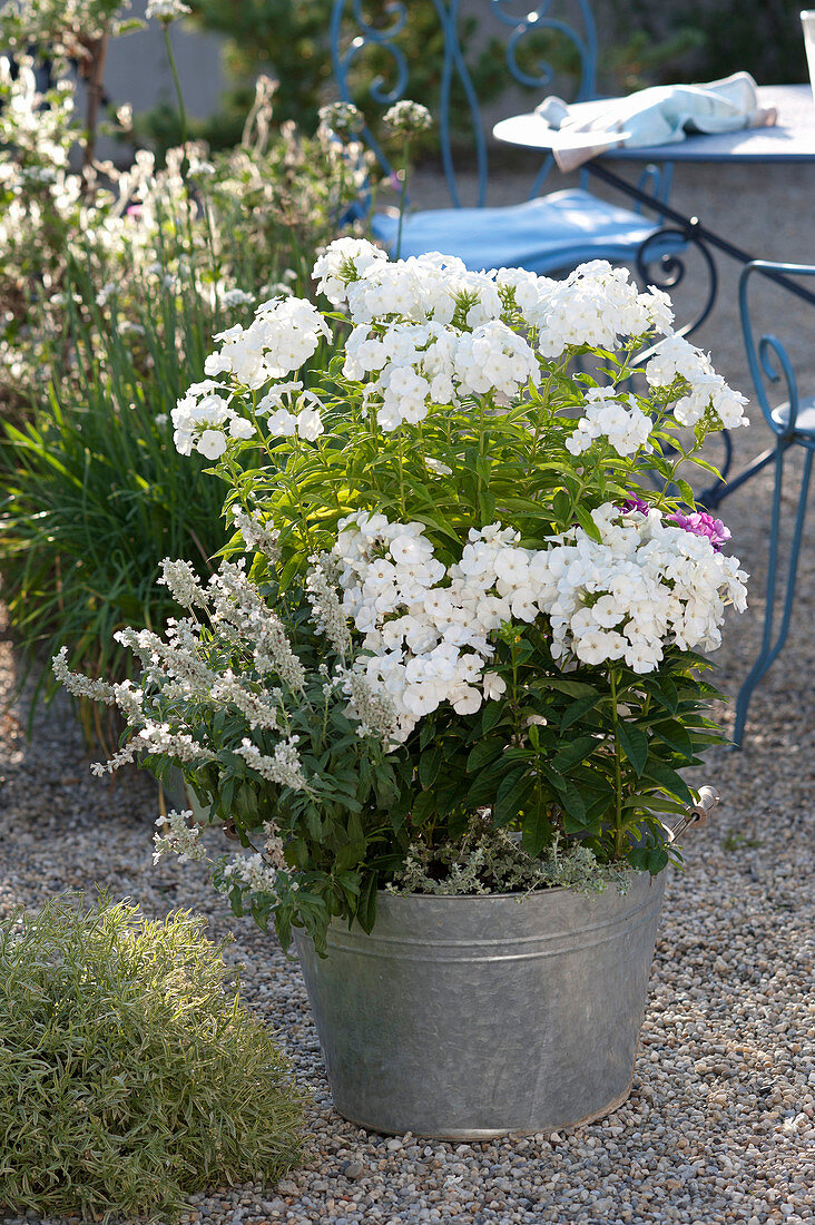 Phlox amplifolia 'Waupee', paniculata 'Pax'