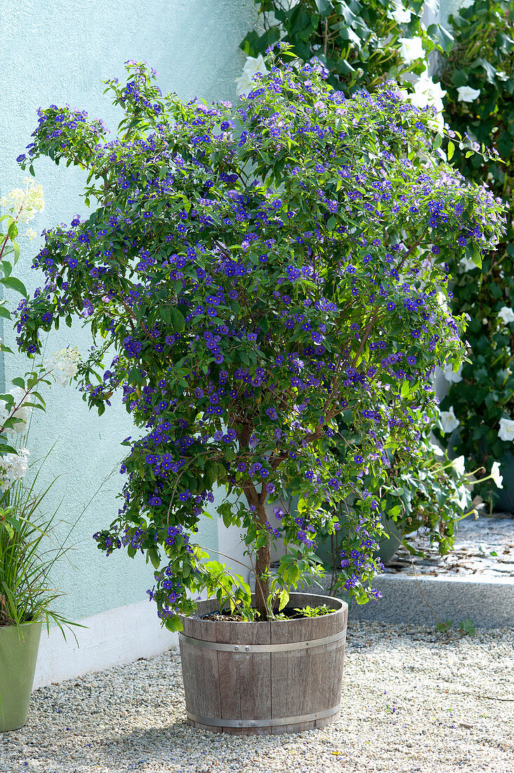Solanum rantonnetii (Enzianstrauch) im Holz-Kübel