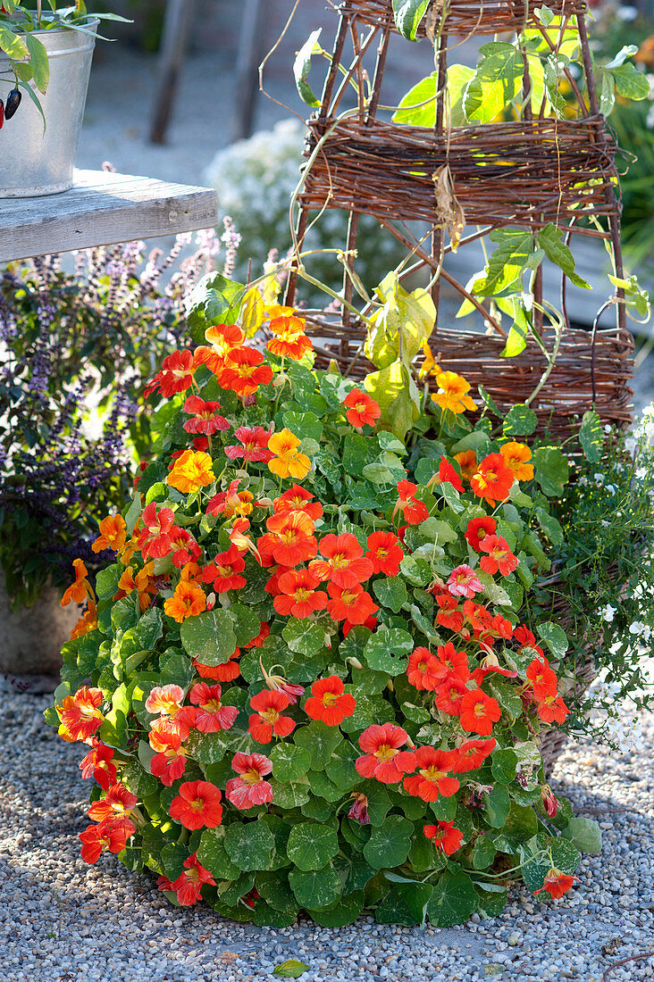 Tropaeolum majus 'Alaska Mix' (nasturtium)