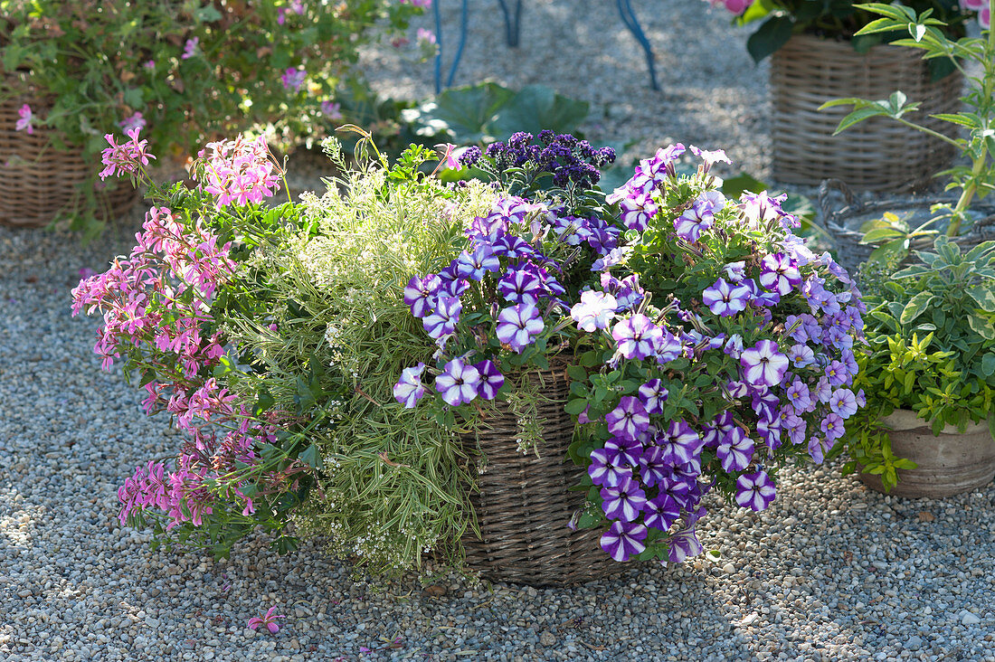 Planting basket with balcony flowers
