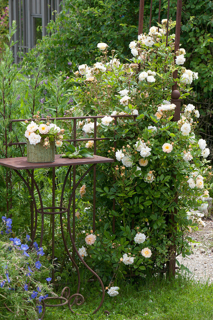 Planting climbing roses on rose arch