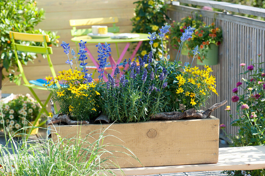 Yellow wooden box with Coreopsis verticillata, Lavandula