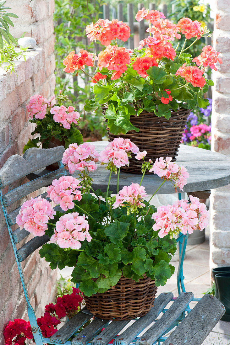 Pelargonium zonale (Stehende Geranien) in Koerben auf Stuhl und Tisch