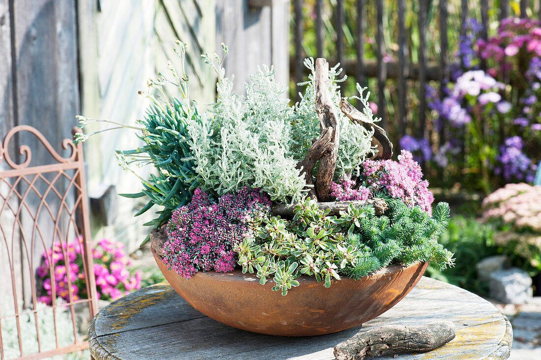 Sedum kamtschaticum 'Variegatum', S. anopetalum 'Green Ball'