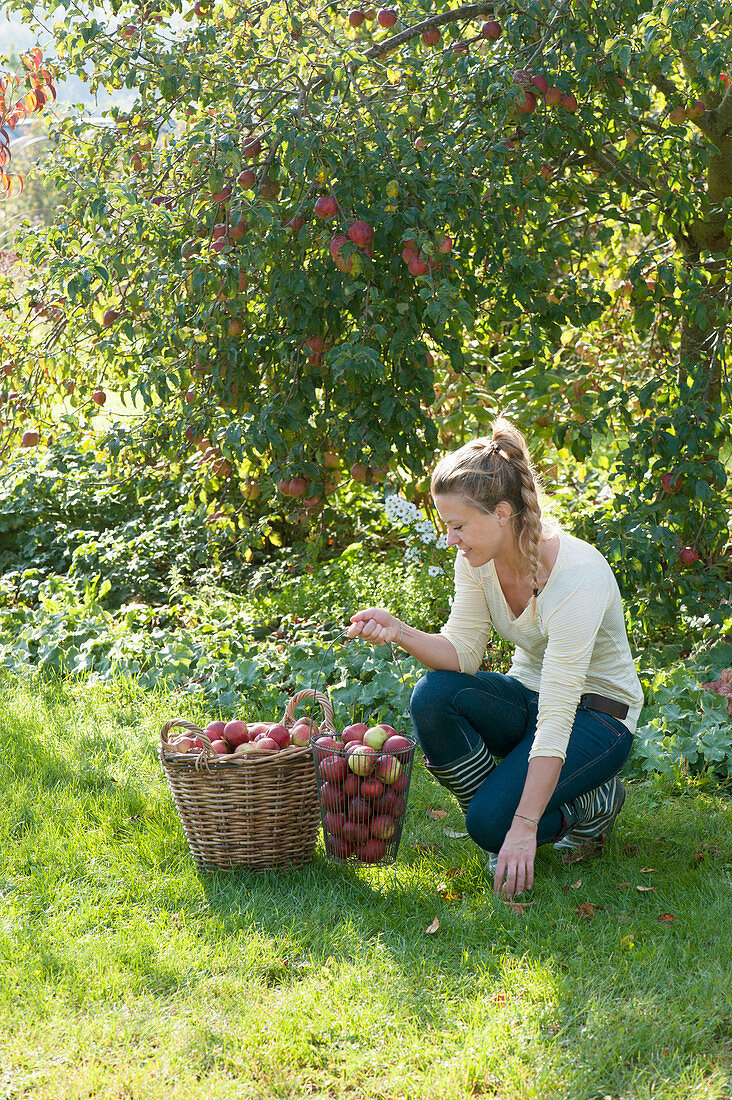 Woman at the apple harvest in the garden