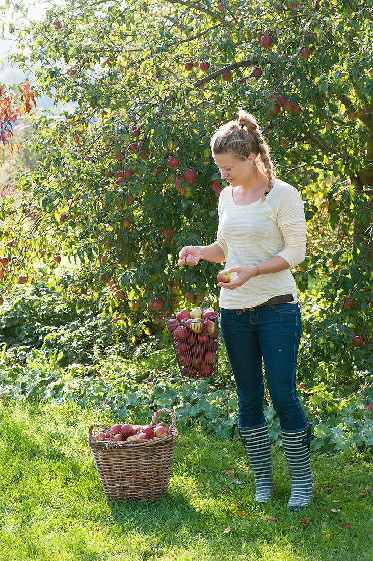 Woman at the apple harvest in the garden