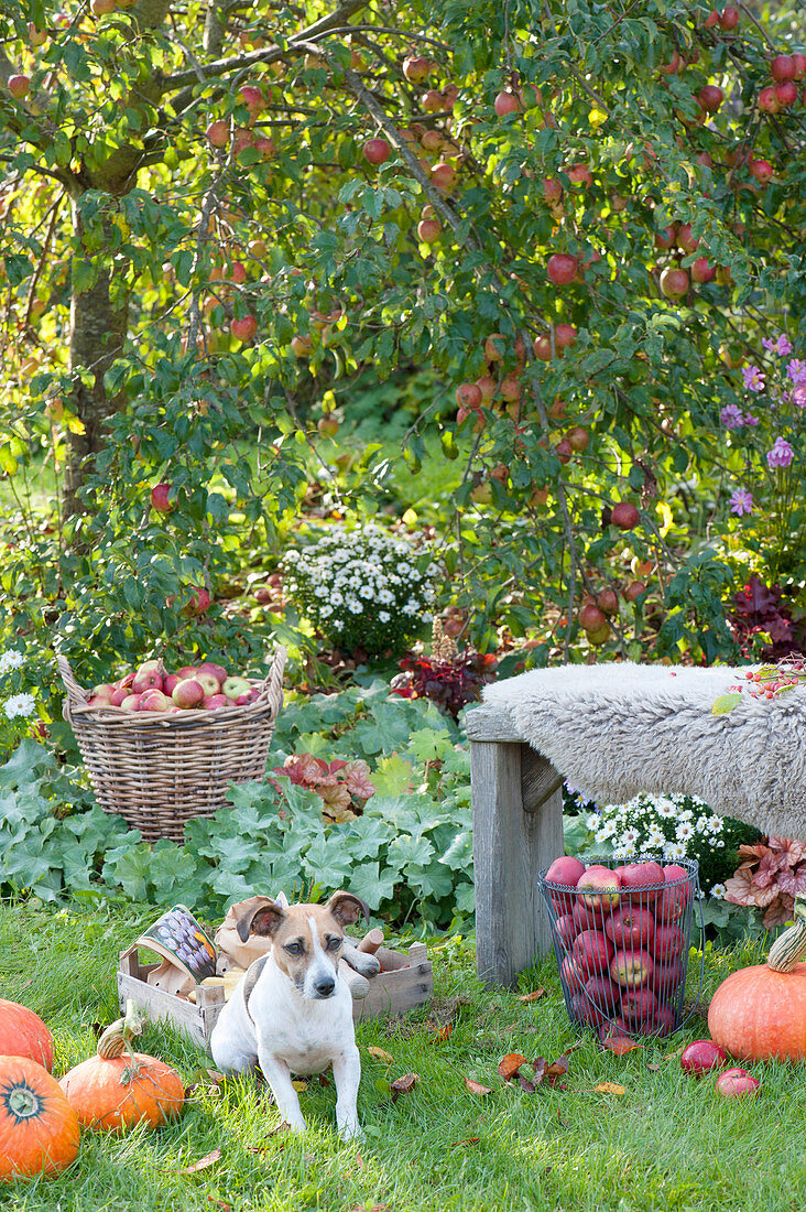 Apfelernte im Garten