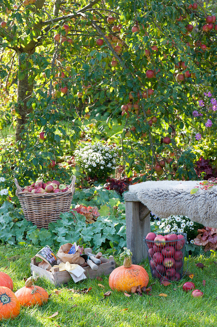 Apfelernte im Garten