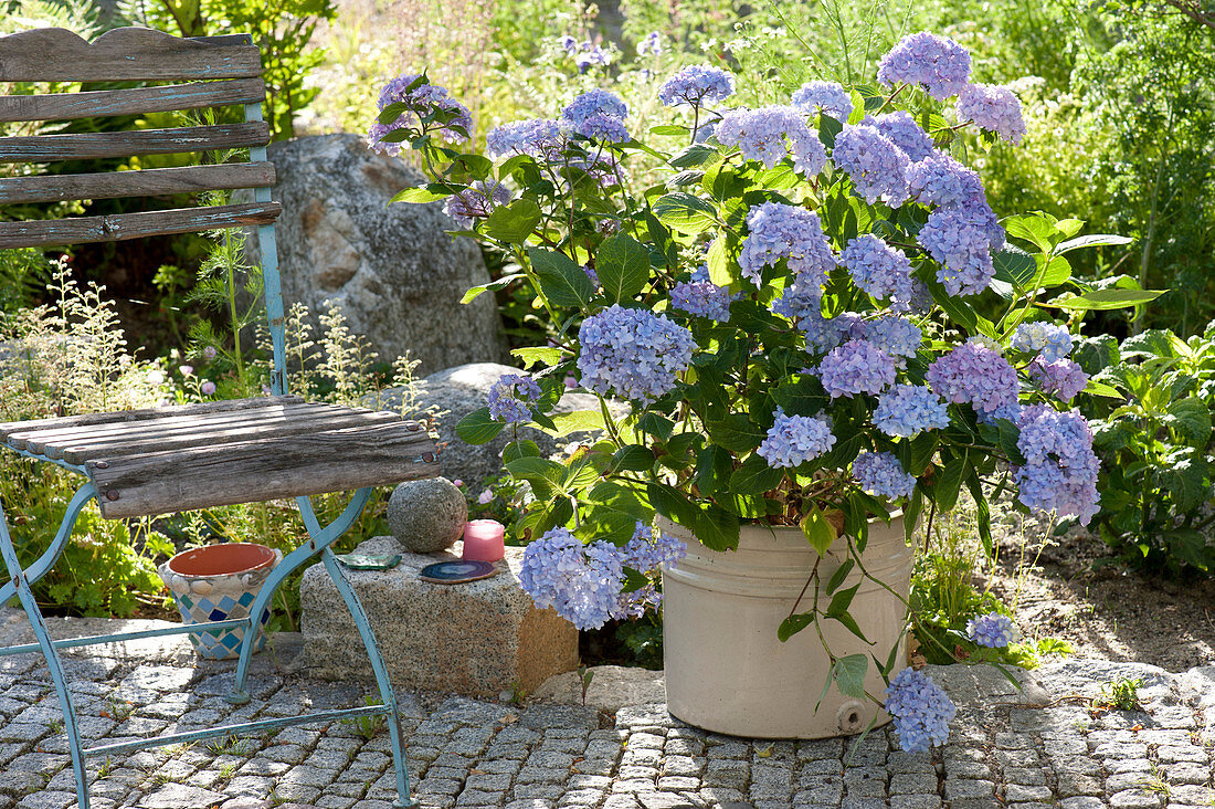 Hydrangea 'Endless Summer' (Hortensie)