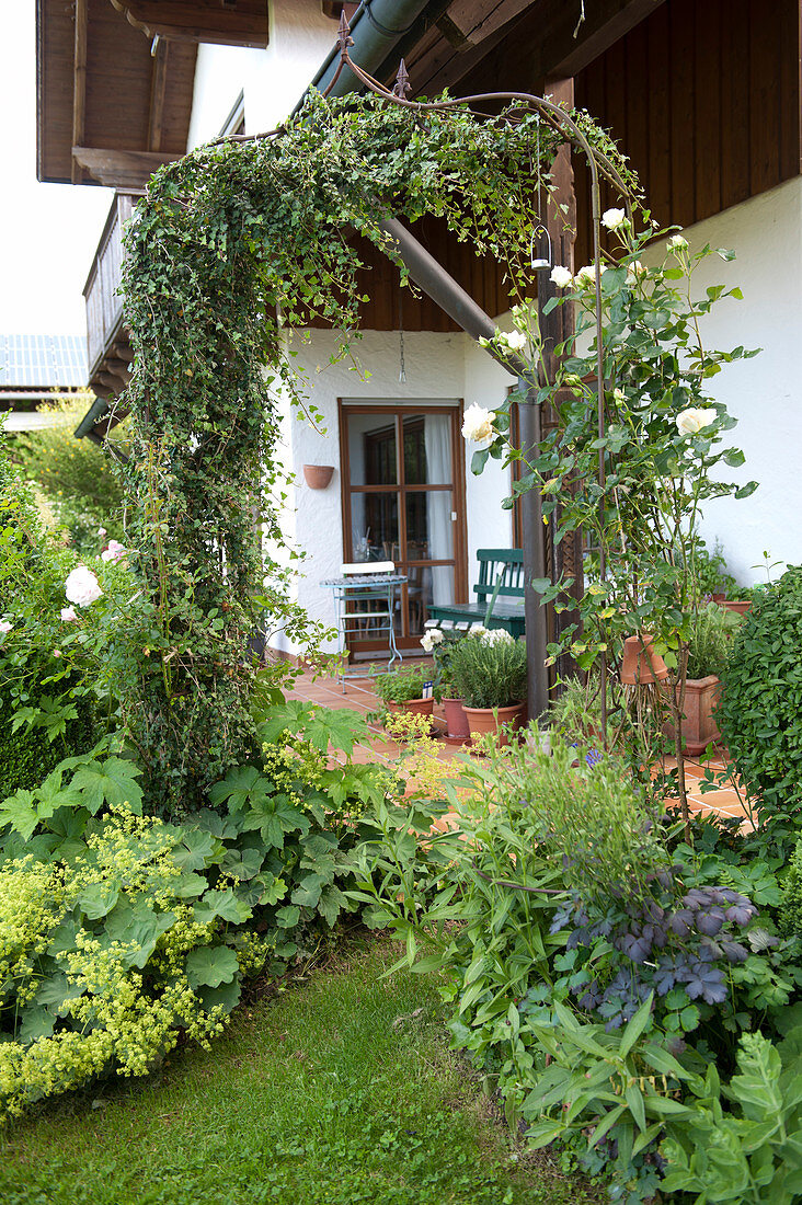 Rosenbogen mit Rosa (Kletterrosen) und Hedera helix (Efeu)