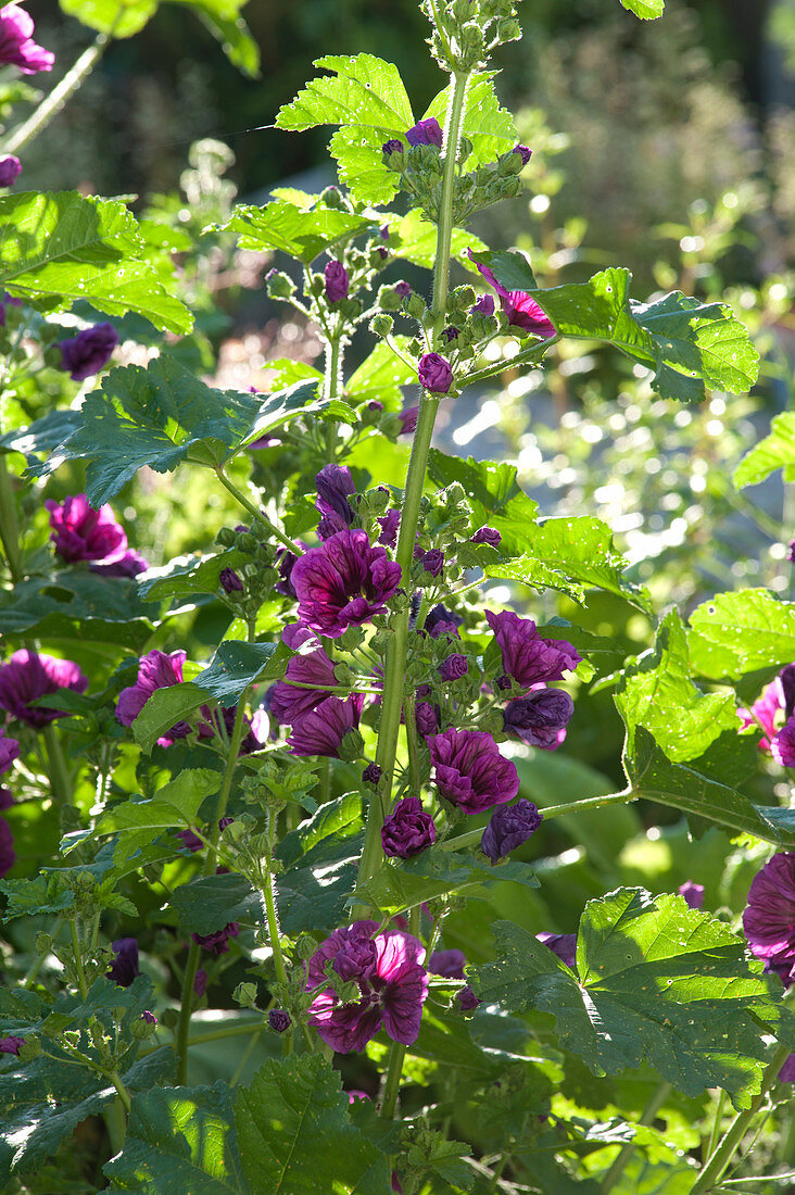 Malva sylvestris var. mauritiana - Dunkle Weg-Malve