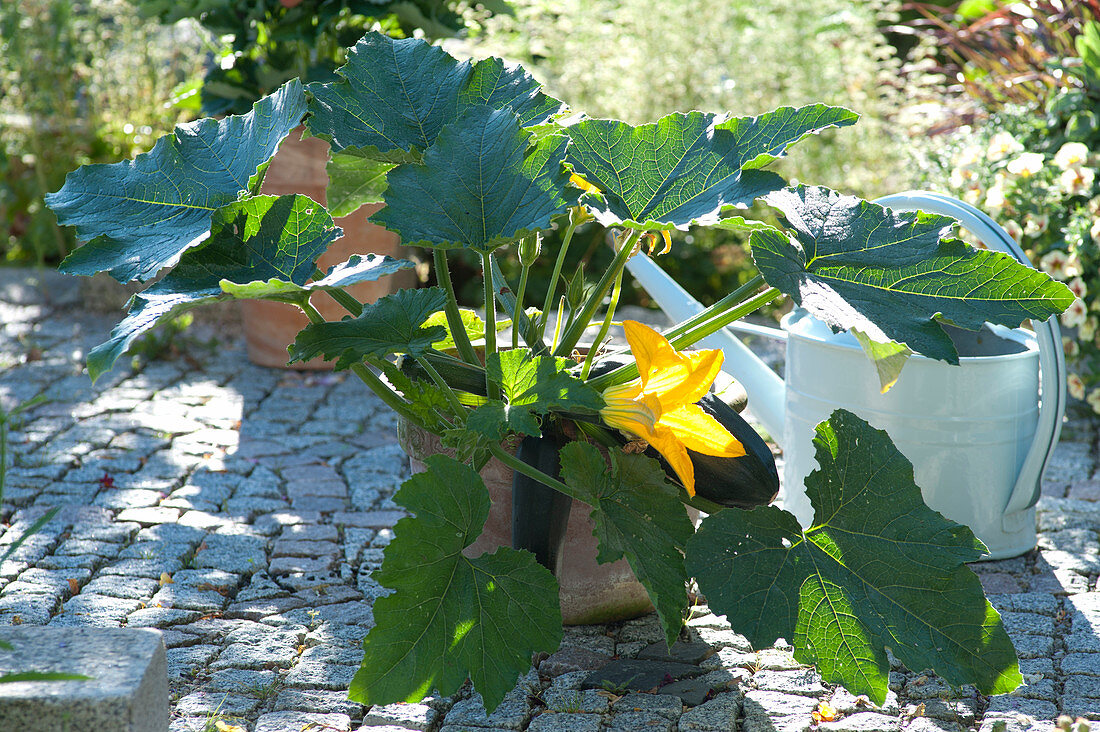 Cucurbita pepo Subsp. pepo (zucchini) with fruits and blossom