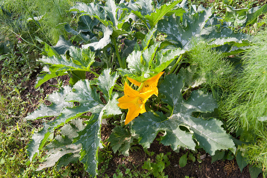 Flowering cucurbita pepo (zucchini)