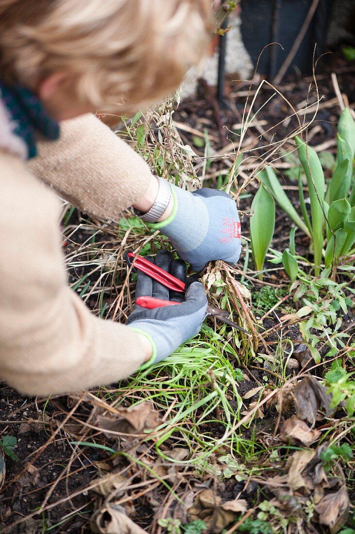 Woman cutting back dried stems using secateurs