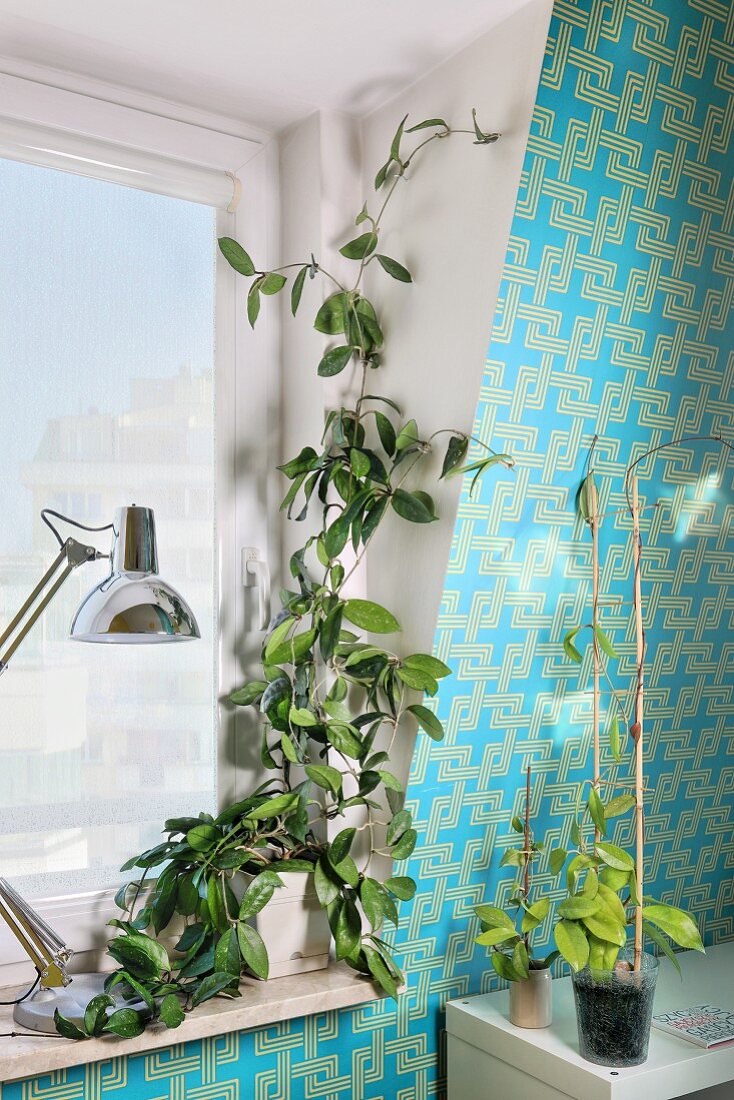 Climbing plant on window sill and cuttings of same plant in pots