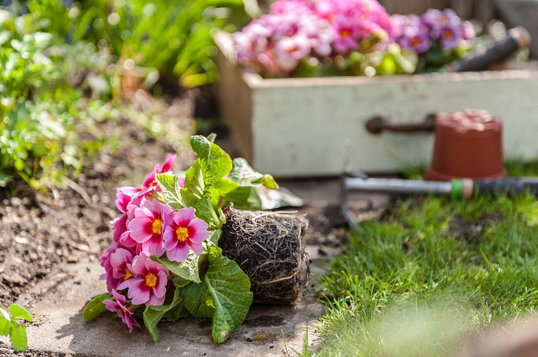 Pink primulas ready to be planted in flowerbed